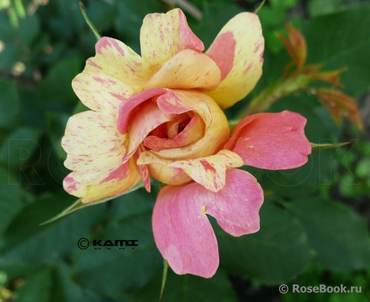 Rose des Cisterciens 