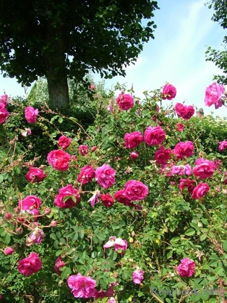 Cerise Bouquet