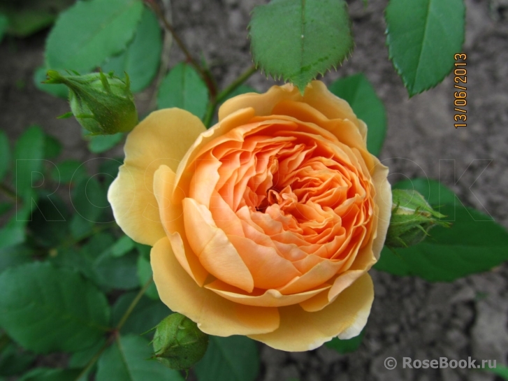 Crown Princess Margareta®