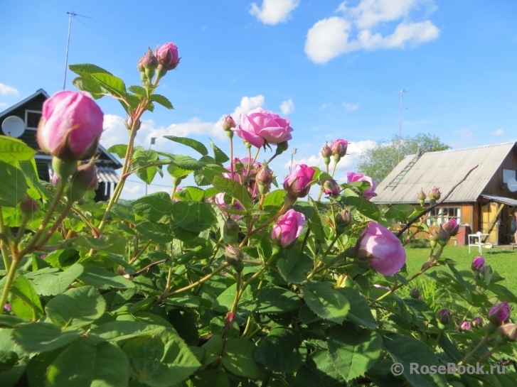 Gertrude Jekyll