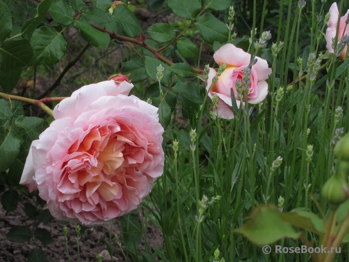 Abraham Darby