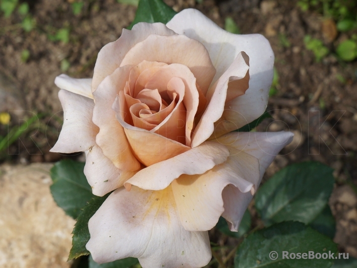 Julia's Rose