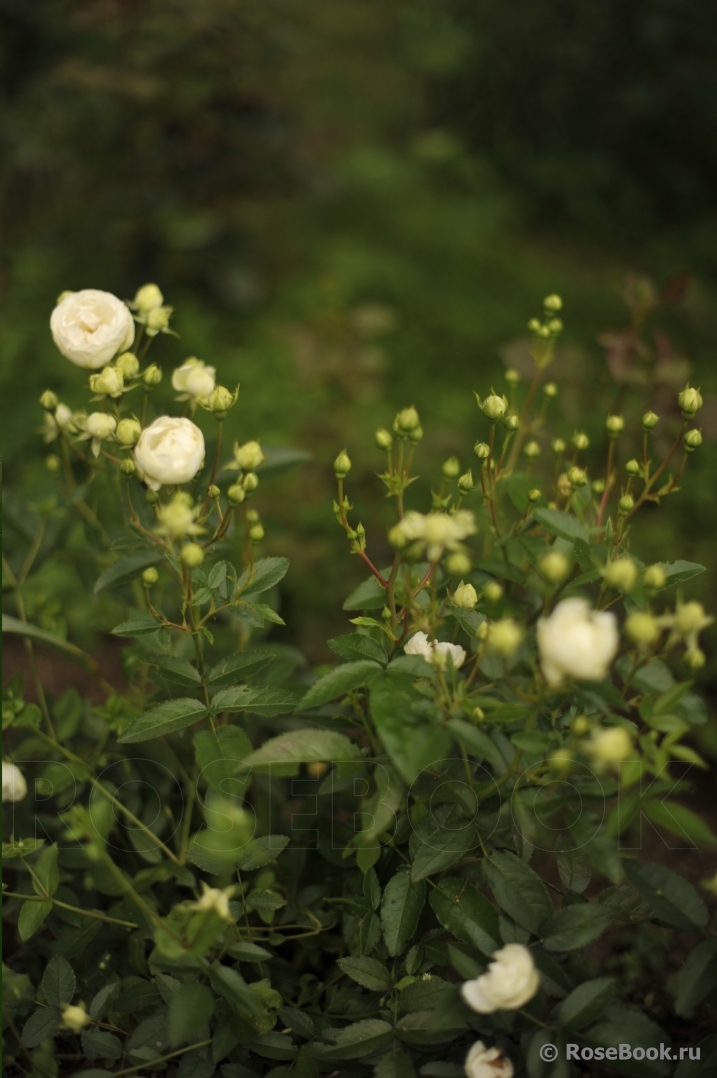 White Morsdag