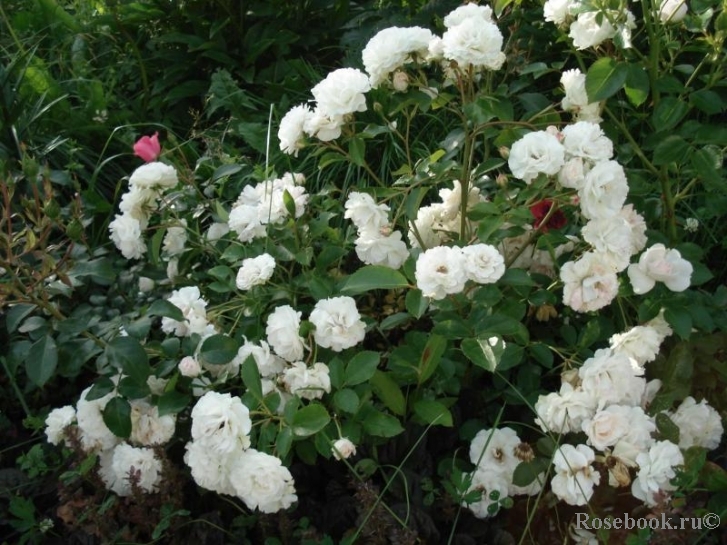 Bordure Blanche