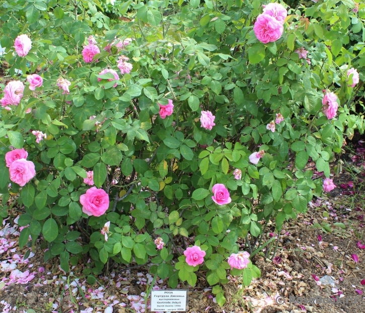 Gertrude Jekyll