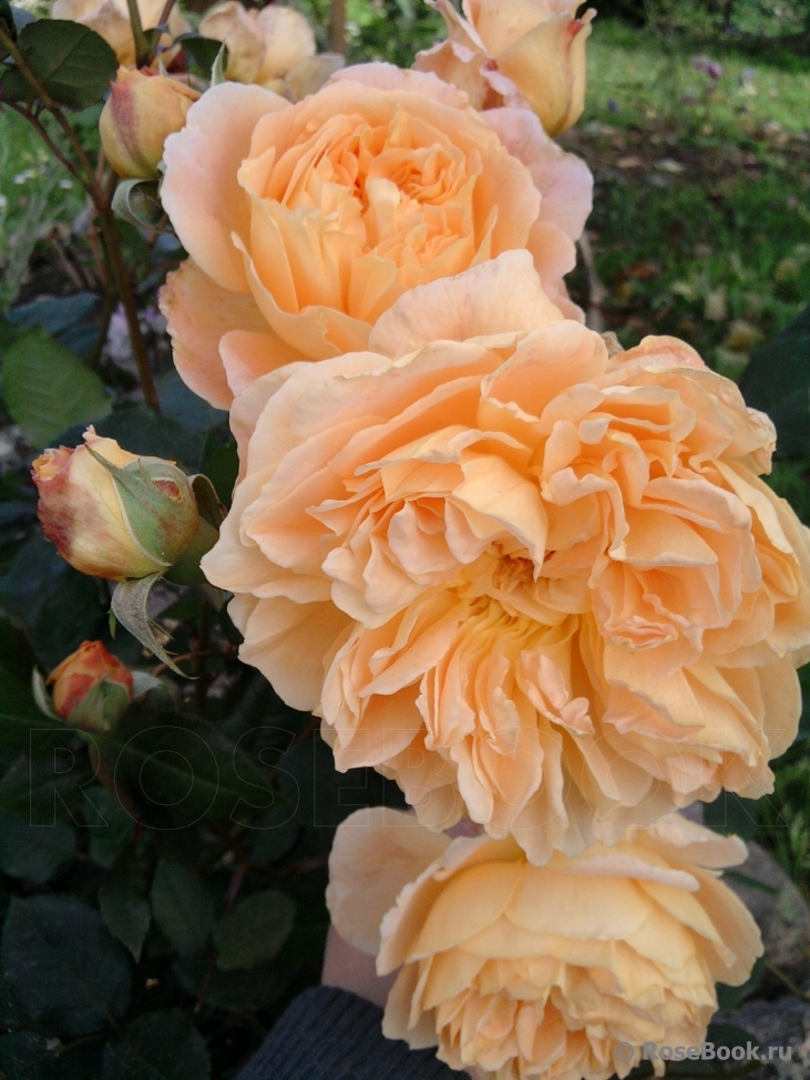 Crown Princess Margareta®