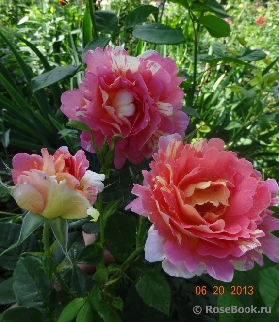 Rose des Cisterciens 