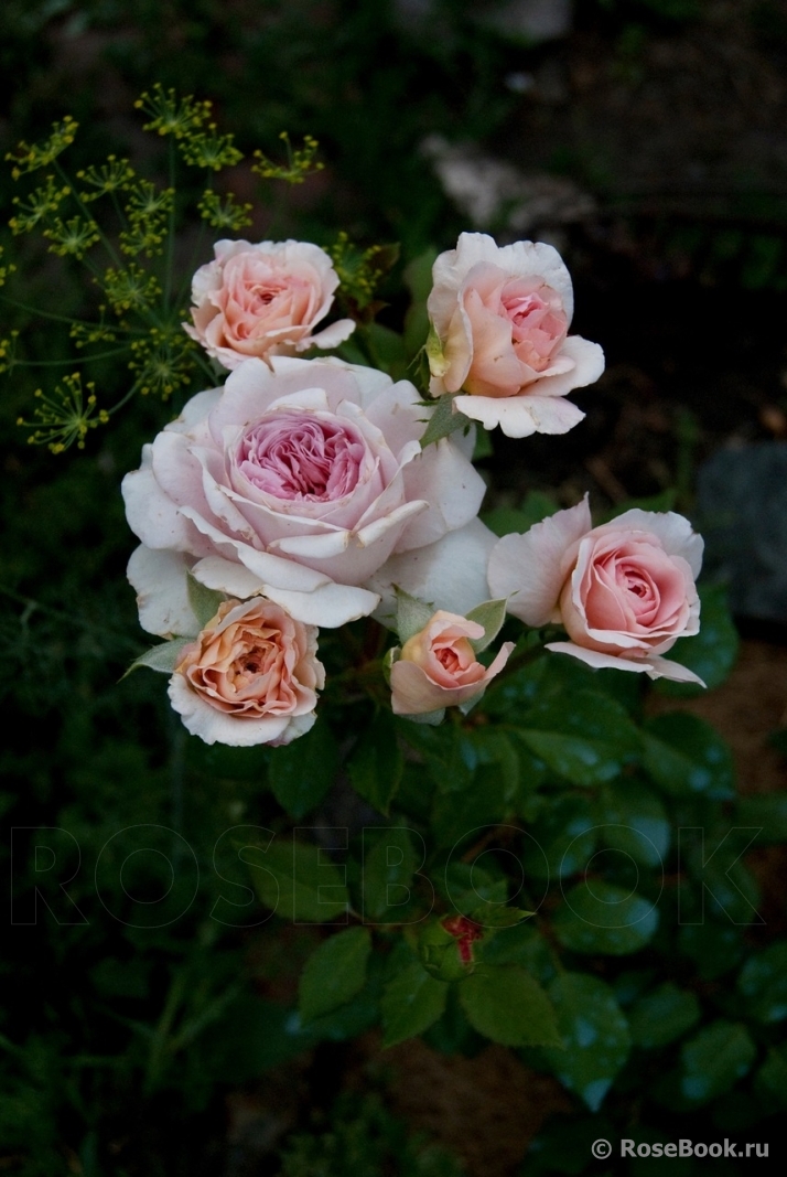 Abraham Darby