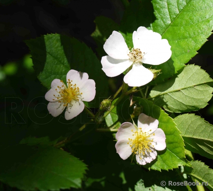 Rosa multiflora