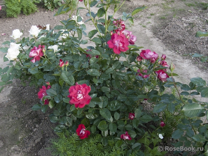 Girlguiding UK Centenary Rose