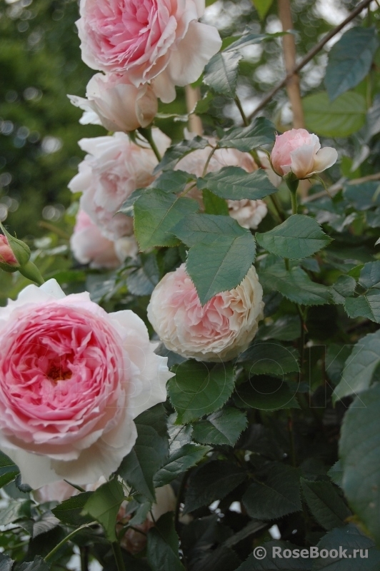 The Wedgwood Rose