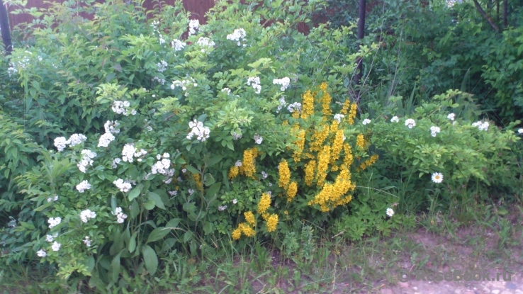 Rosa multiflora