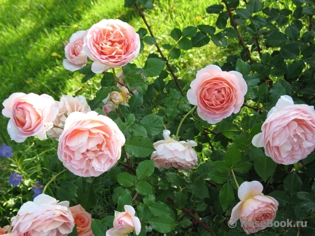 Abraham Darby