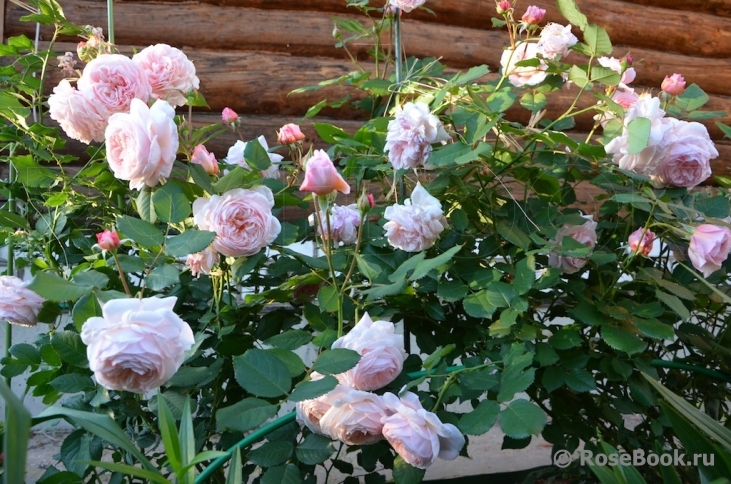 A Shropshire Lad