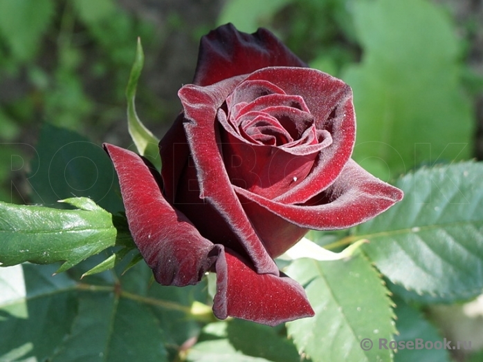 Black Baccara