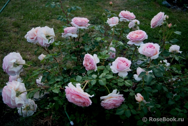 Abraham Darby