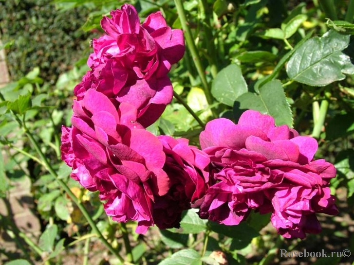 Darcey Bussell 