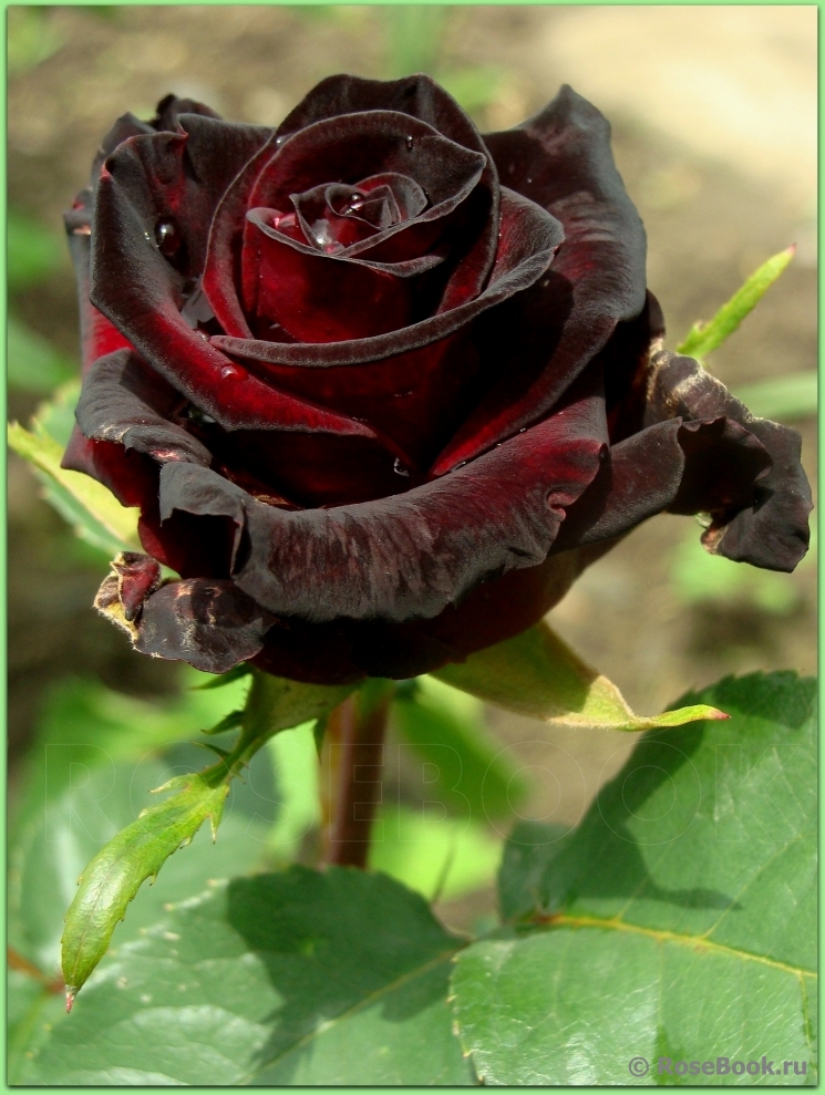 Black Baccara