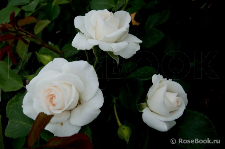 Aspirin Rose