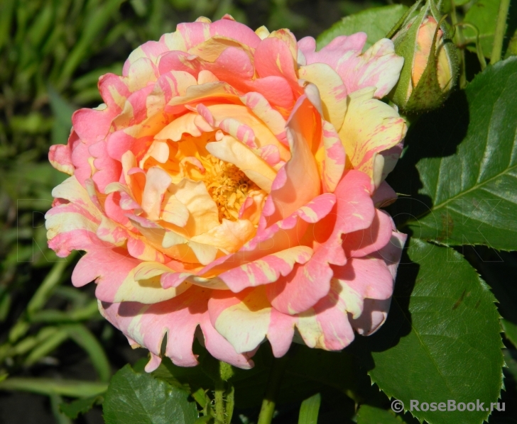 Rose des Cisterciens 