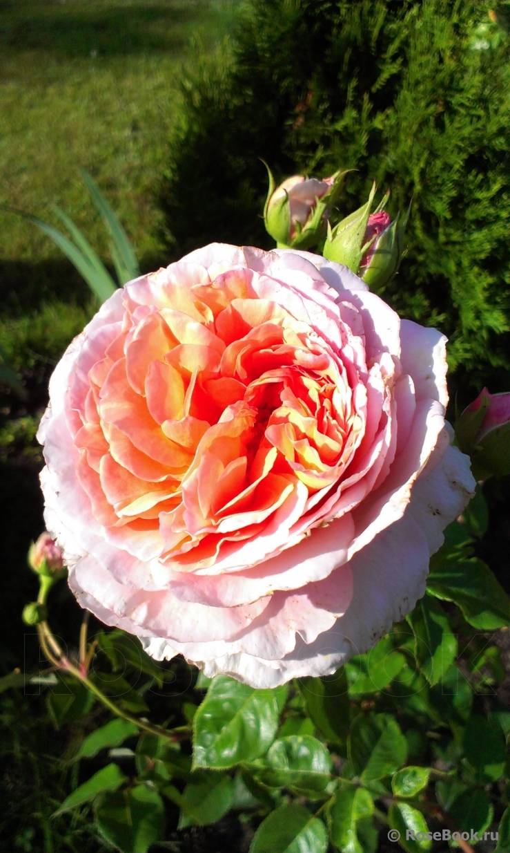 Abraham Darby