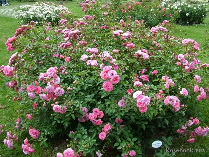 Coral Border