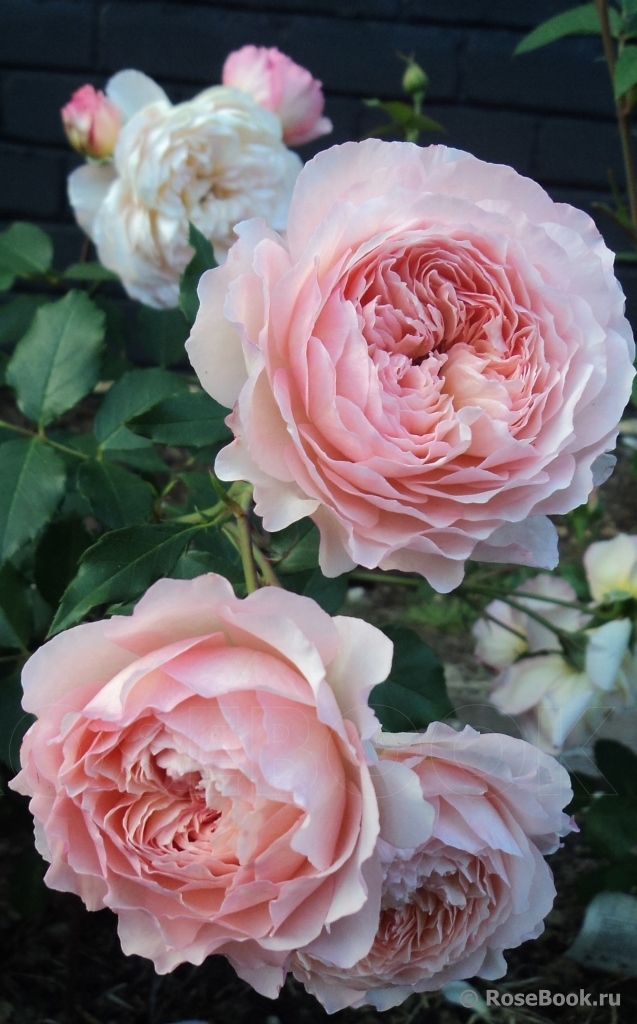 Rose de Gerberoy ®