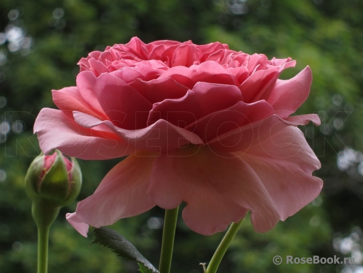 Princess Alexandra of Kent 