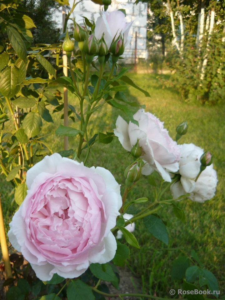 The Wedgwood Rose