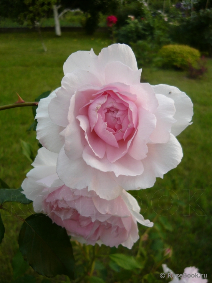 The Wedgwood Rose