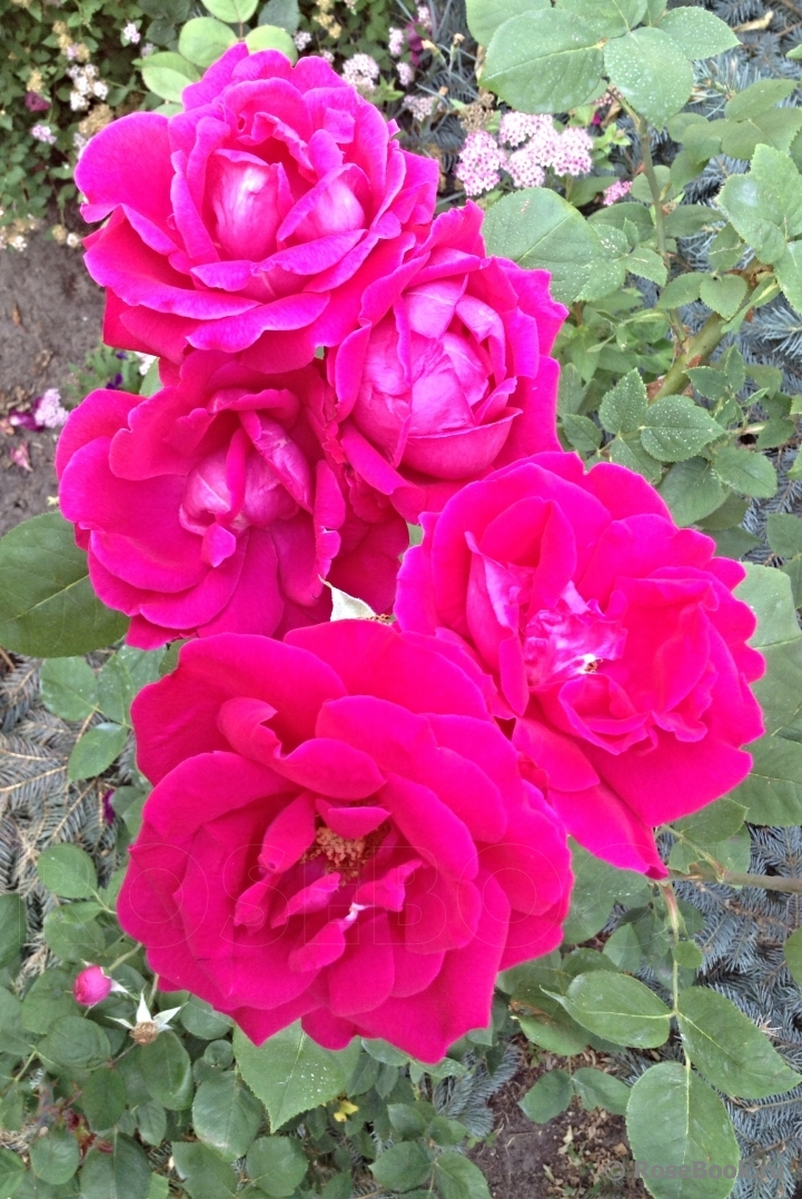 Rosa дон люкс