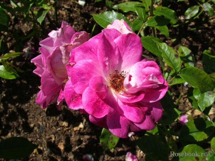 Brilliant Pink Iceberg