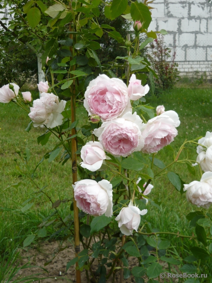 The Wedgwood Rose