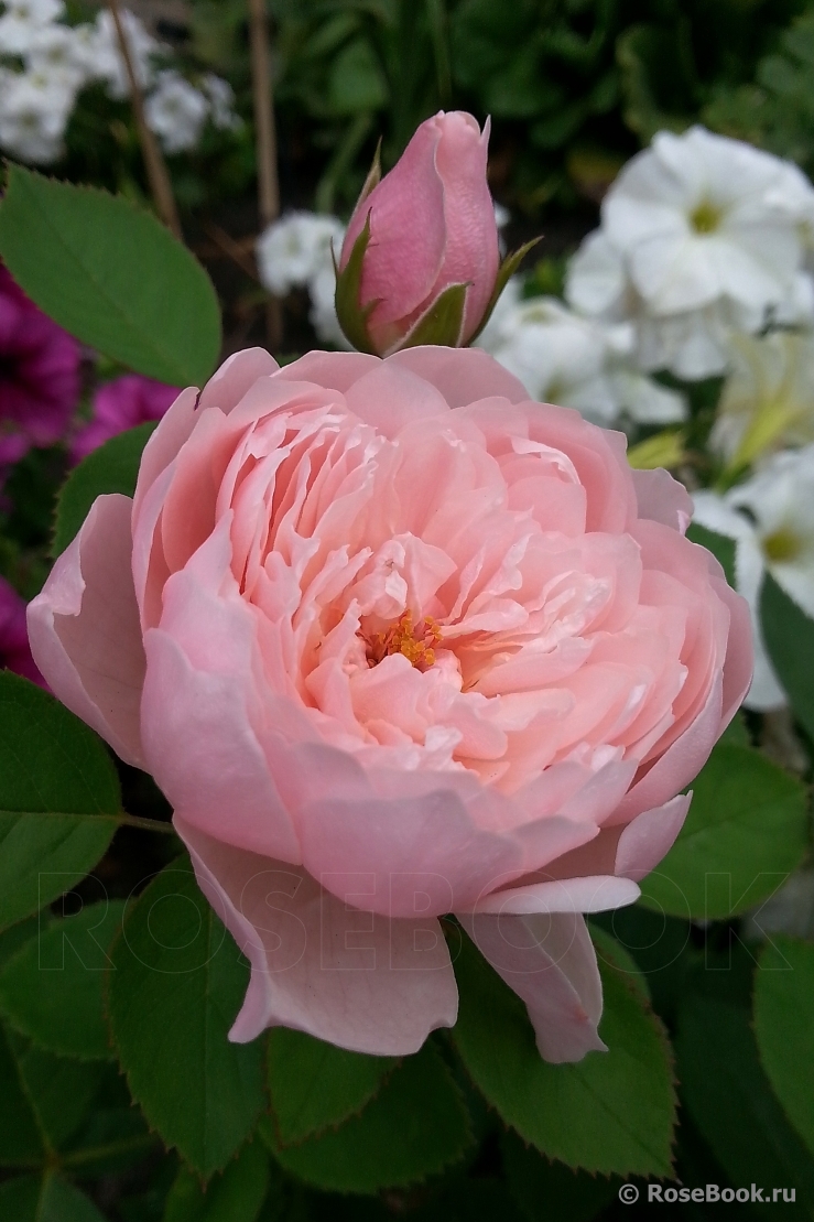 The Alnwick Rose