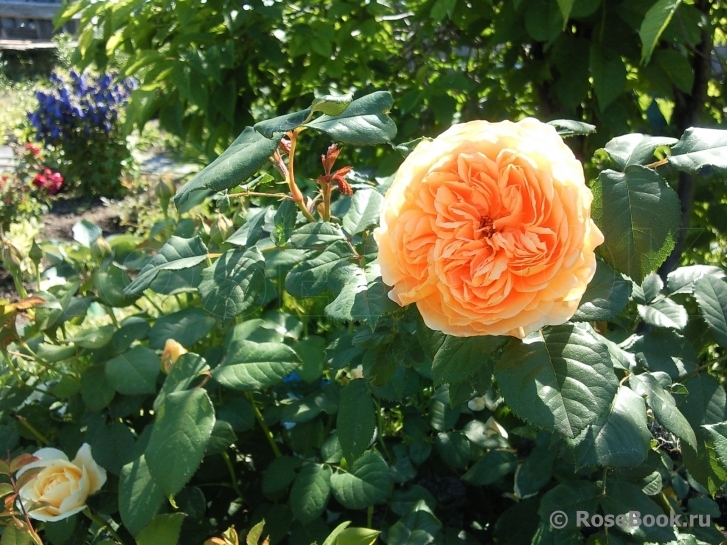 Crown Princess Margareta®