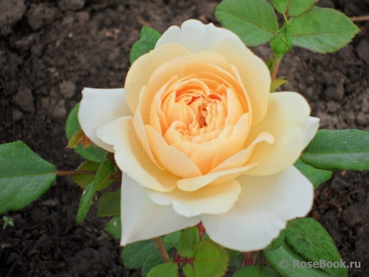 Crocus Rose® 