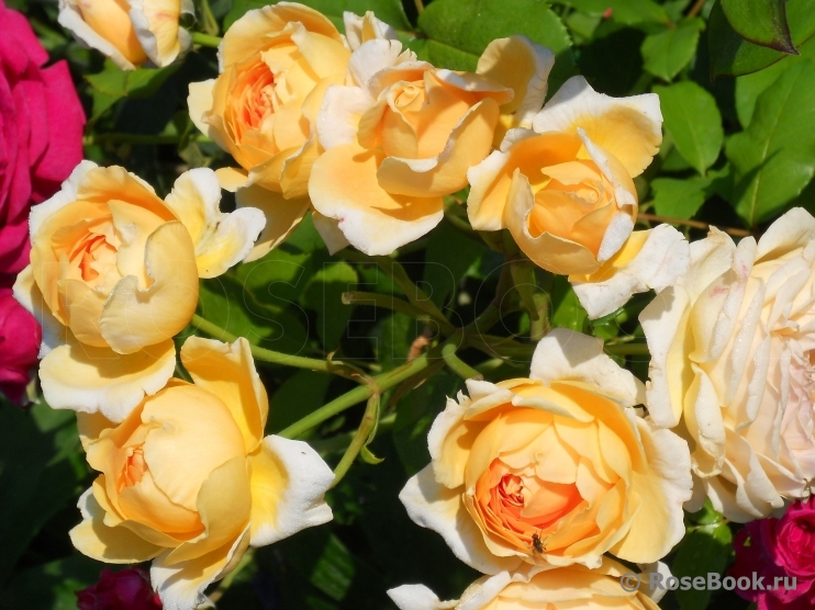 Crown Princess Margareta®