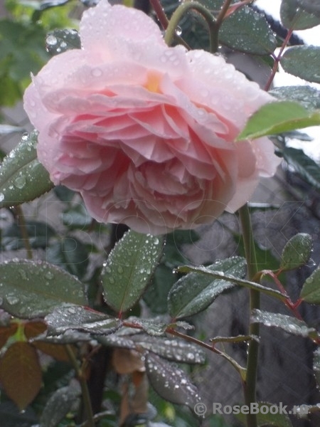 A Shropshire Lad