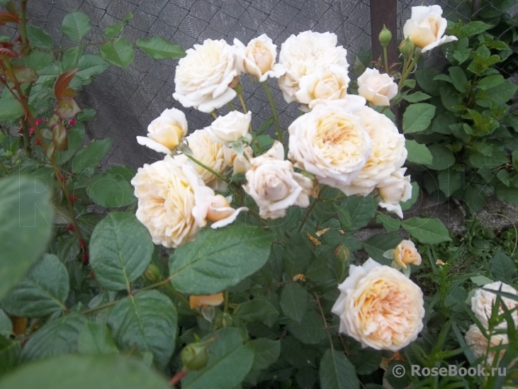 Crown Princess Margareta®