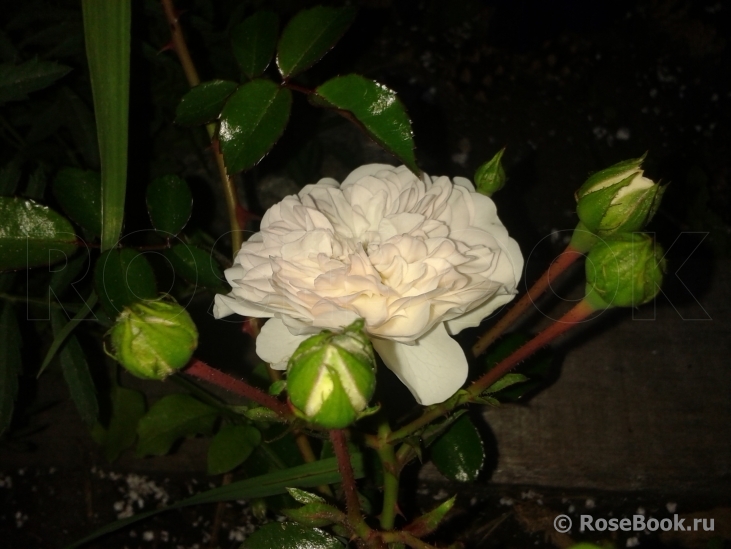 Aspirin Rose