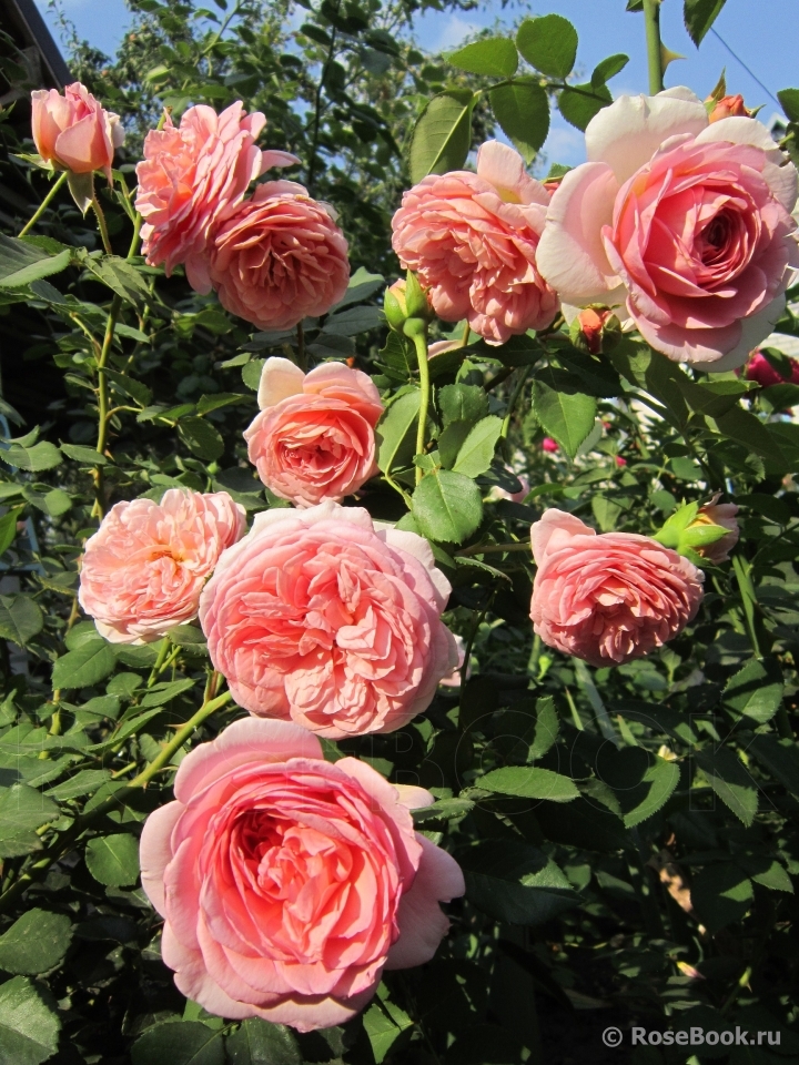 Abraham Darby