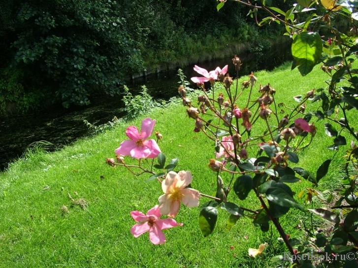 Mutabilis