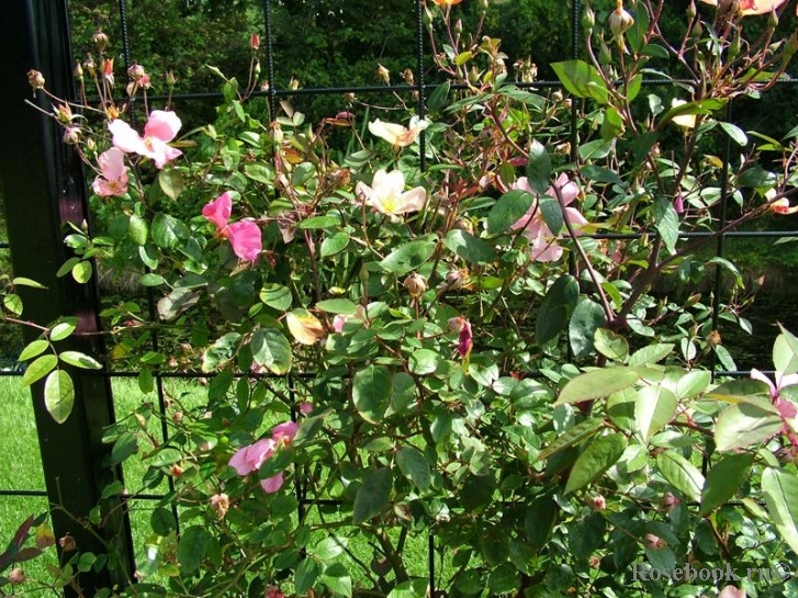 Mutabilis