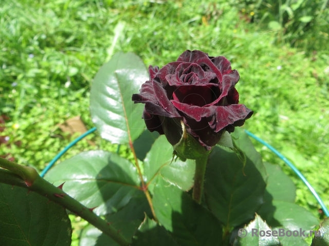 Black Baccara