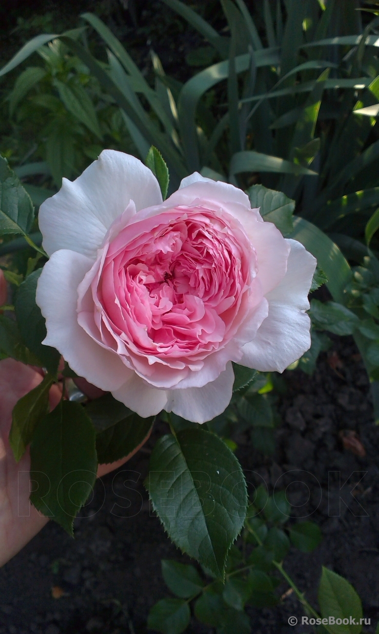 The Wedgwood Rose