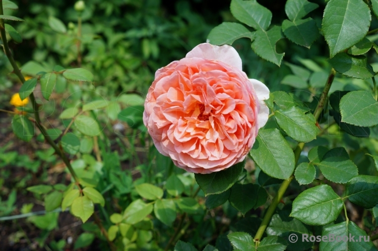 Abraham Darby