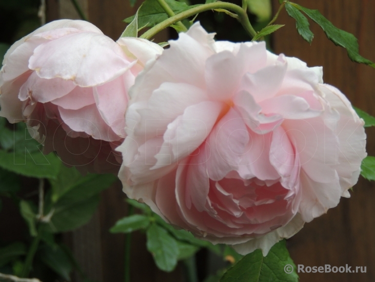 The Wedgwood Rose