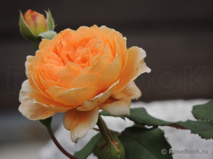 Crown Princess Margareta®