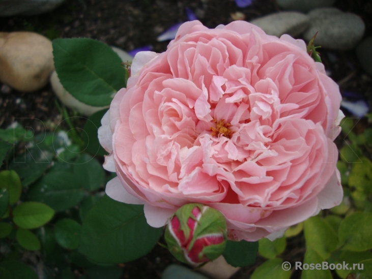 The Alnwick Rose