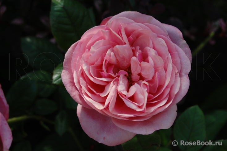 Stefanie´s Rose 